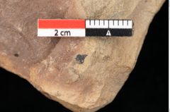 Foto (Detailsansicht) von Quercus palaeoilex Ettingshausen (NHMW-GEO-2024-0188-0763)